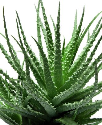 Aloe-vera