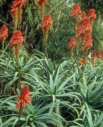 aloe cancro